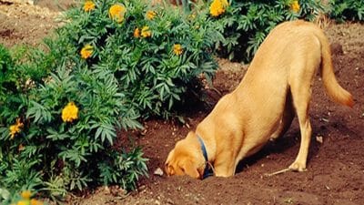 Pourquoi les chiens font-ils des trous dans le jardin ? Les raisons derrière ce comportement canin