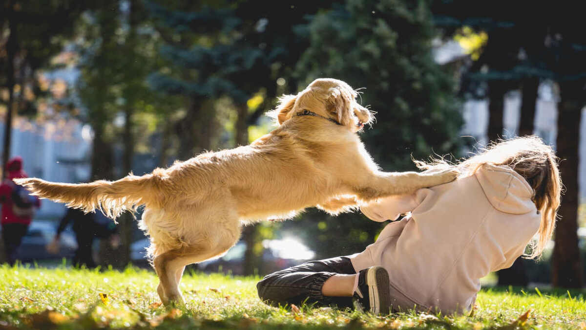 Pourquoi les chiens sautent-ils d'excitation lorsqu'ils voient leur maître
