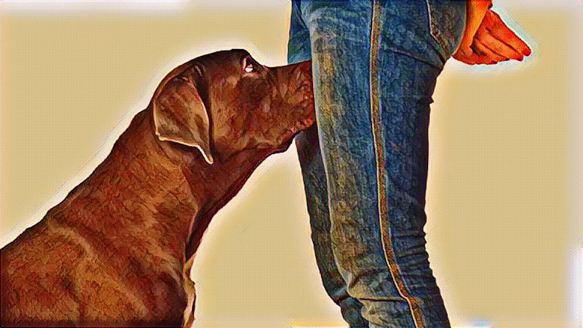 Pourquoi les chiens sentent-ils l'entrejambe d'une personne ? Les raisons dévoilées