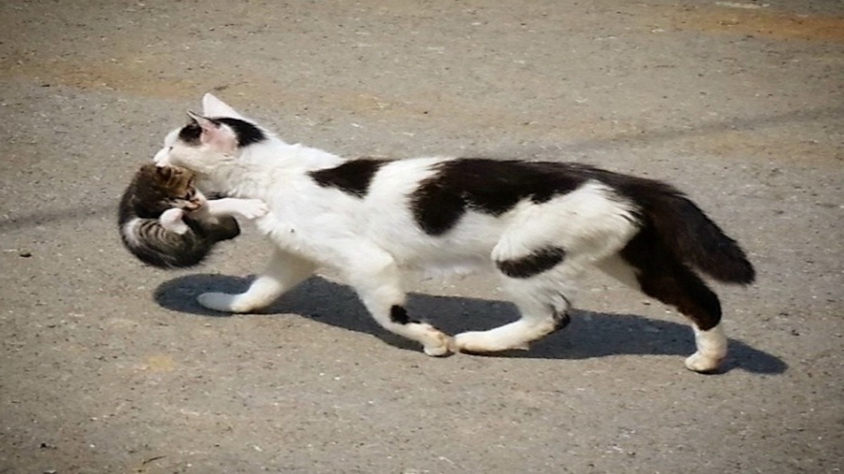 Pourquoi les chattes déplacent-elles leurs chatons ? Voici la réponse