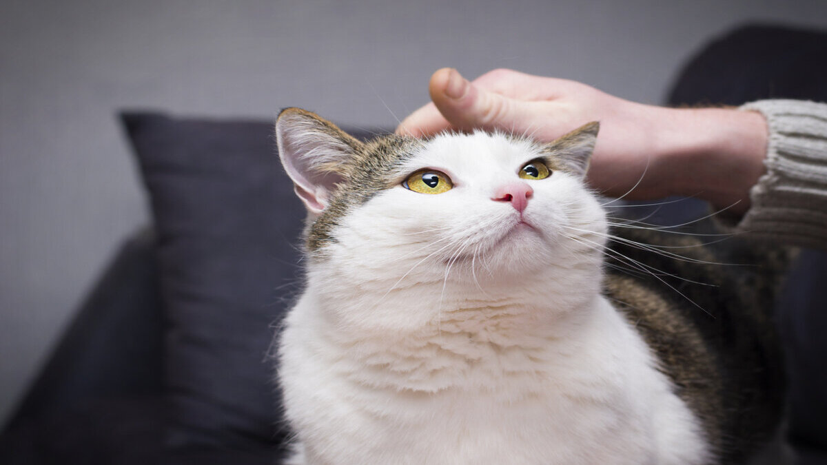 Pourquoi mon chat ronronne-t-il lorsqu'il est avec moi Découvrez-le