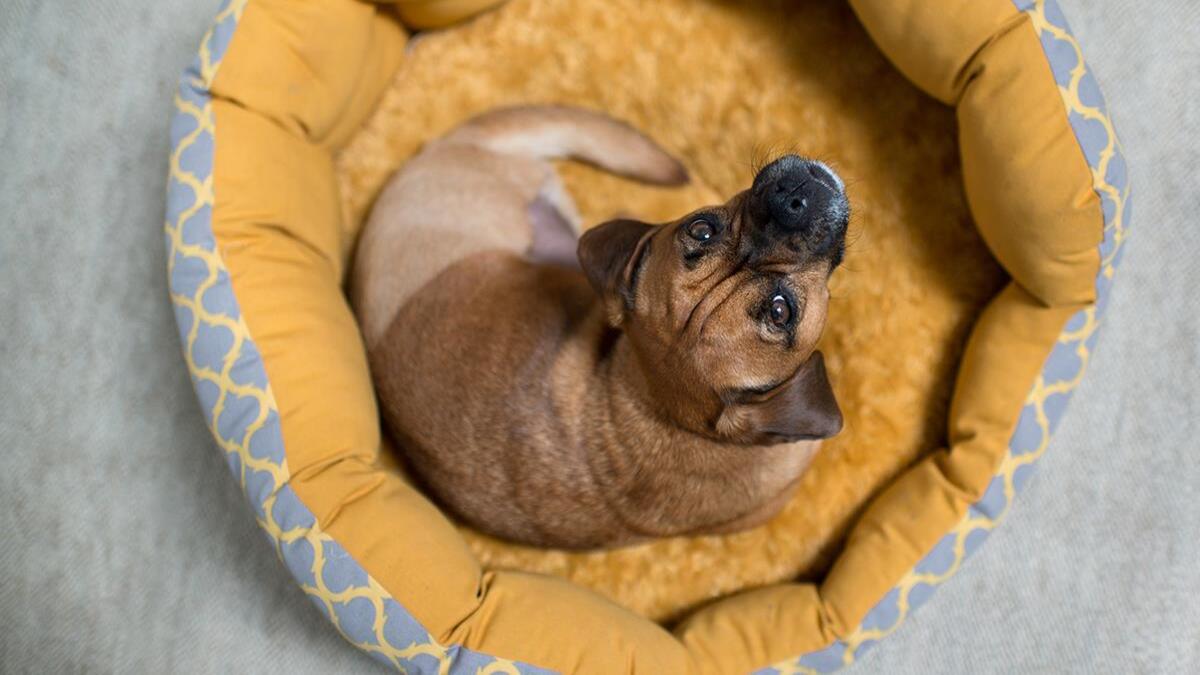 Pourquoi votre chien se retourne-t-il avant de se coucher ? Voici la réponse des experts !