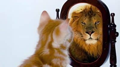 Que ressent un chat lorsqu'il se regarde dans le miroir ? Voici la réponse