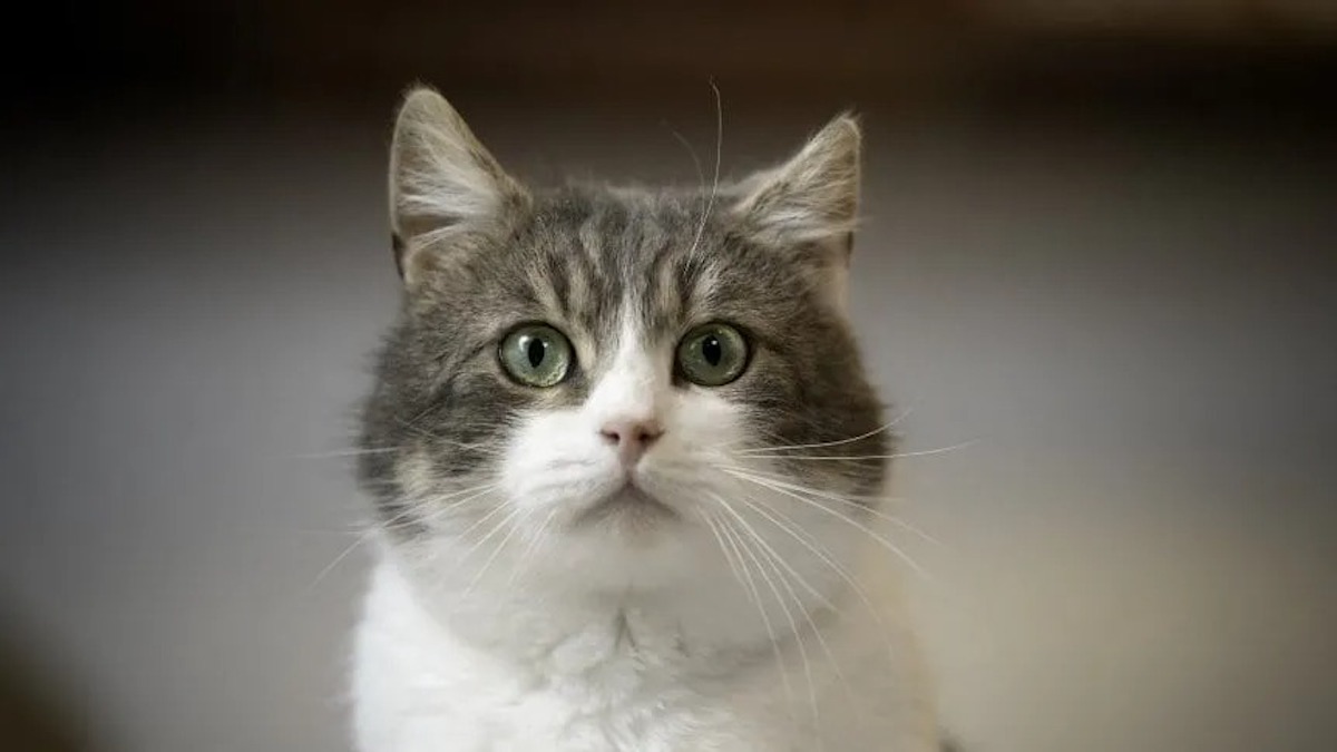 Que signifie l'apparition soudaine de chats dans votre maison ?