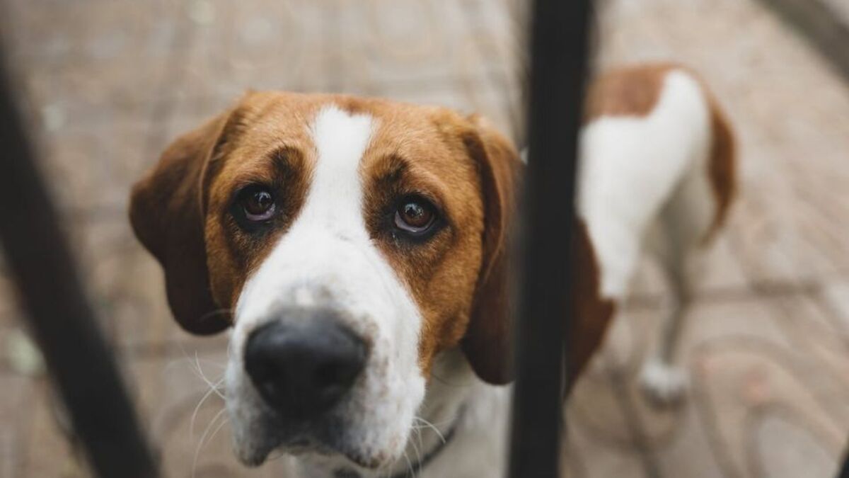 Que signifie le fait qu'un chien pleure et remue la queue La réponse va vous surprendre !