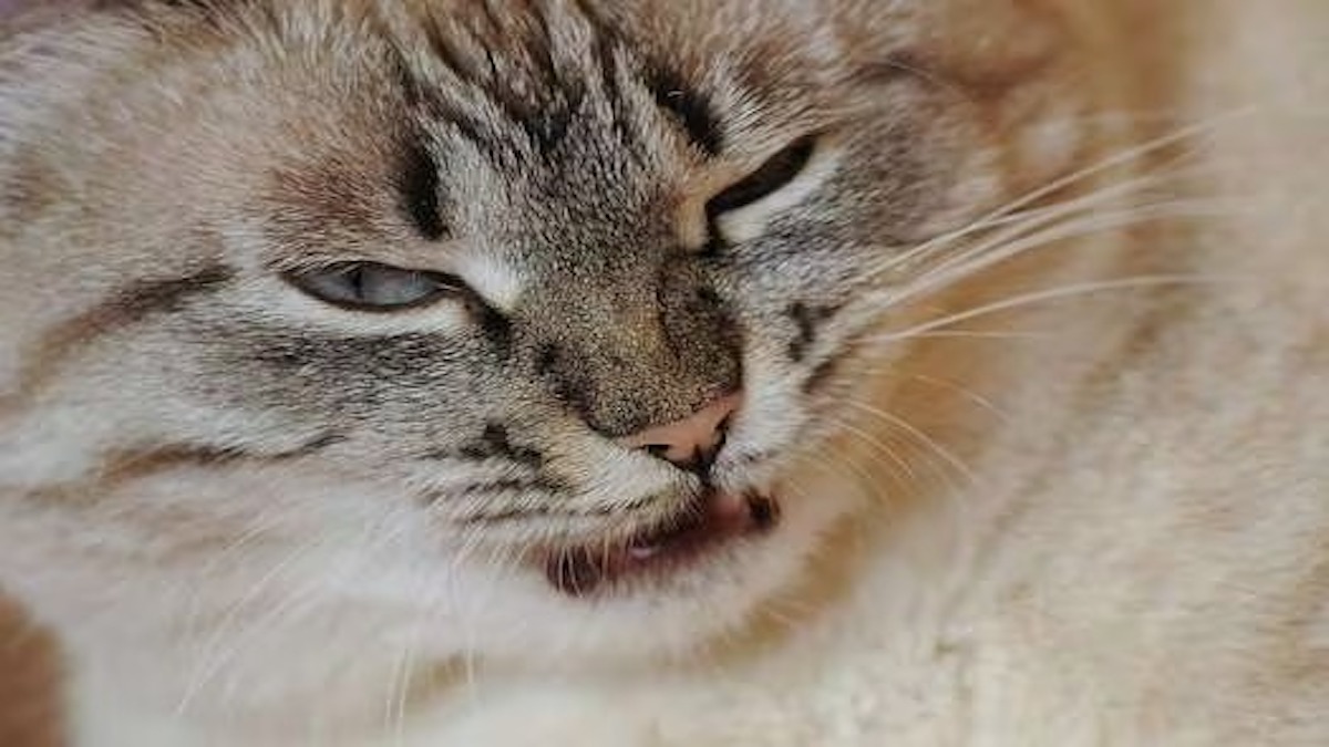 Quel genre de personne n'aime pas les chats ? Découvrez le et réagissez en fonction