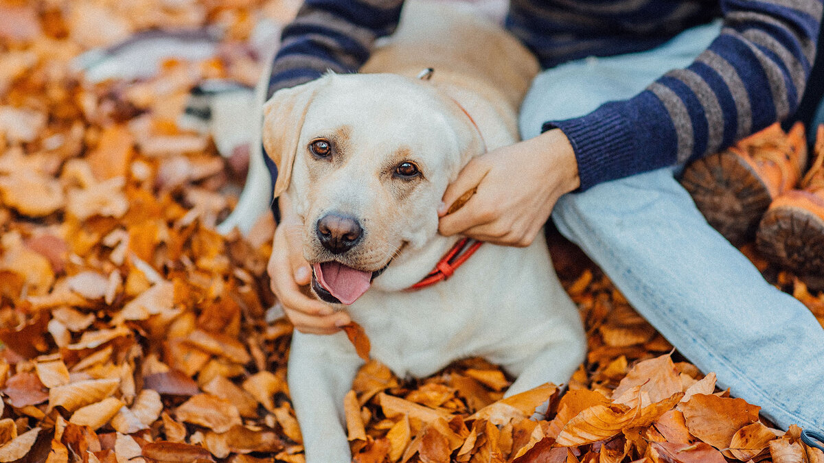 Quelle est la mission des chiens dans nos vies Voici la réponse