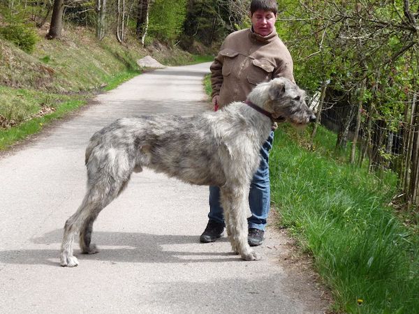 Les races de chiens les plus grandes mais aussi les plus affectueuses