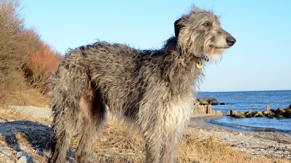 Les races de chiens les plus grandes mais aussi les plus affectueuses