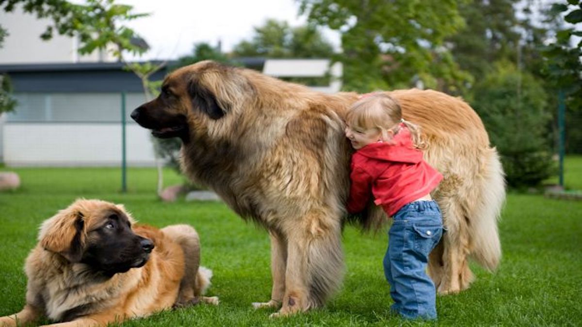 Les races de chiens les plus grandes mais aussi les plus affectueuses
