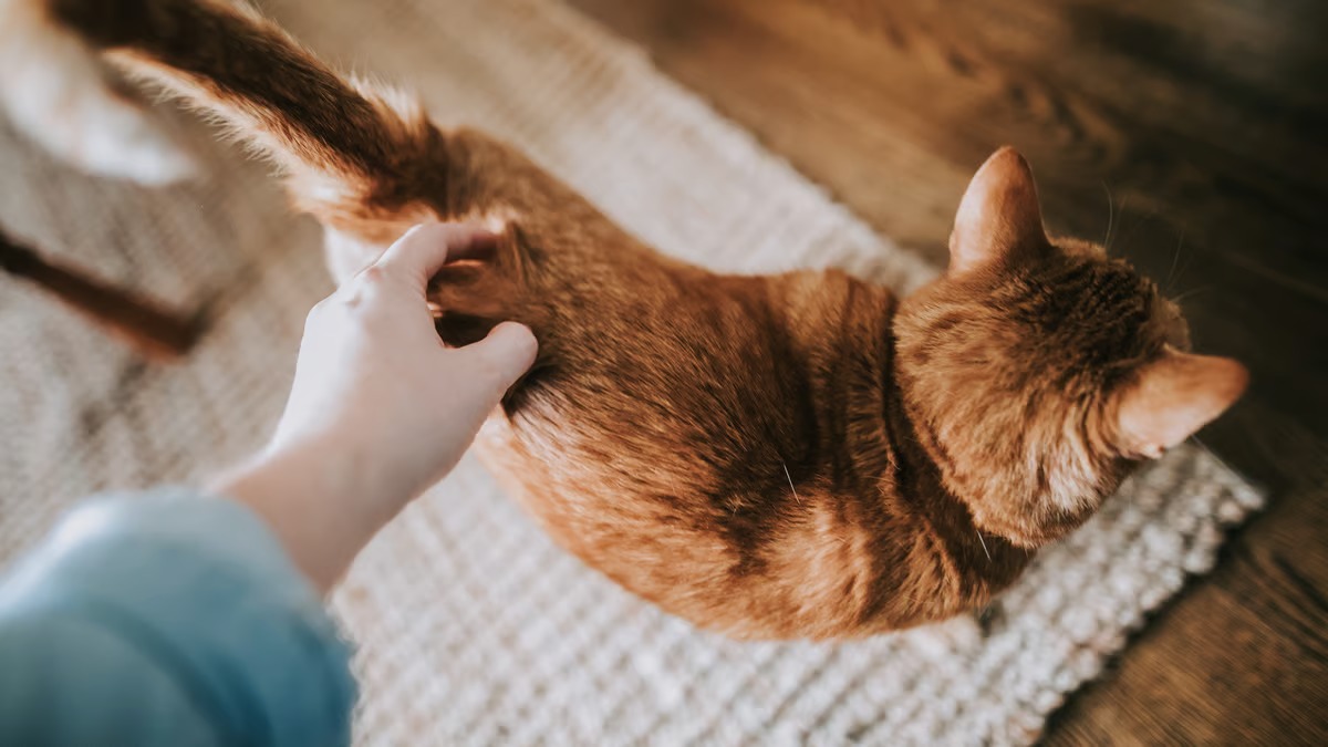 Qu'est-ce que cela signifie pour un chat d'avoir la queue relevée ?