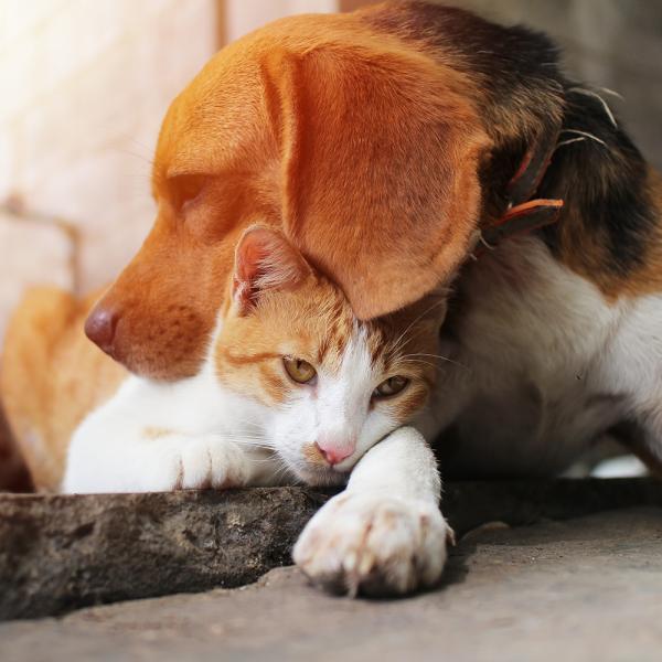 Qui est le plus intelligent, les chats ou les chiens C'est la réponse des experts !