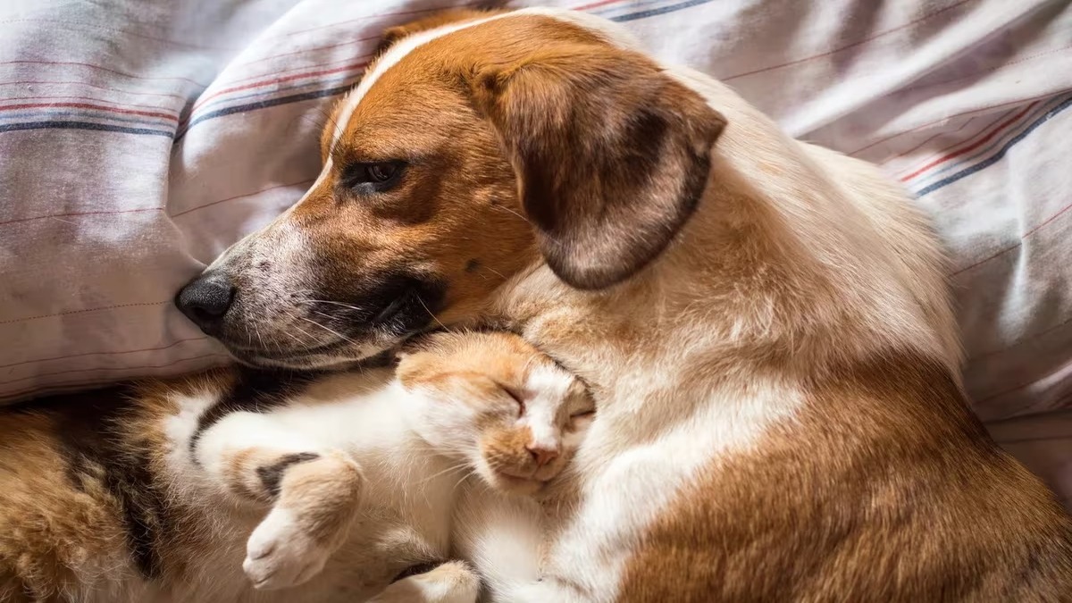 Qui est le plus intelligent, les chats ou les chiens C'est la réponse des experts !