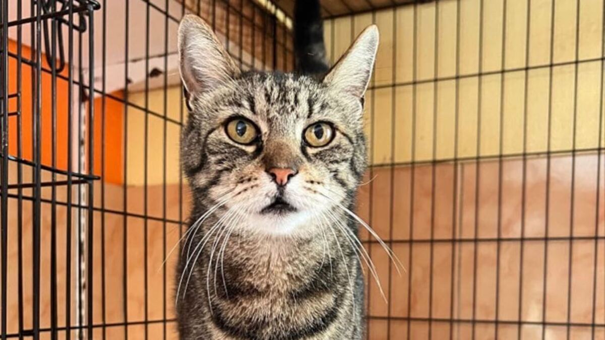 Ses maîtres sont partis en Ehpad, ce chat ne comprend pas pourquoi il est au refuge