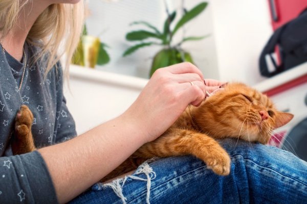 Les signes qui révèlent que votre chat est très fidèle et qu'il ne vous abandonnera pas
