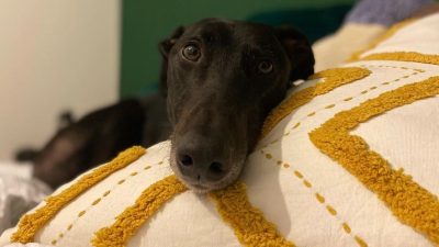 La réaction de ce chien lorsqu'il est adopté par une nouvelle famille