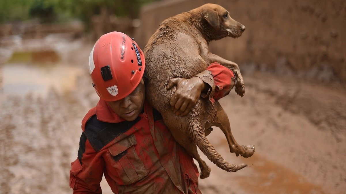 Un ouvrier sauve la vie d'un chien piégé par la boue, un véritable héros