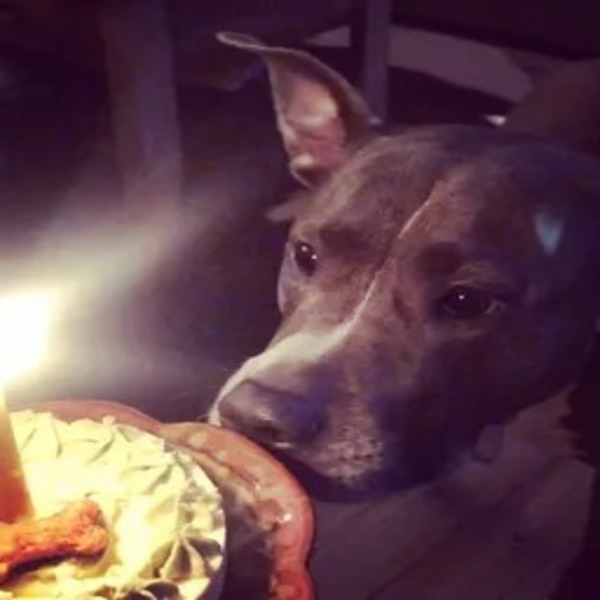 Un anniversaire émouvant ! Un chien sans abri verse des larmes de bonheur au refuge