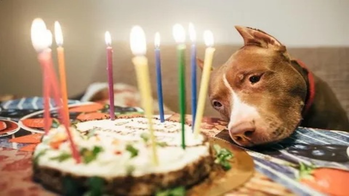 Un anniversaire émouvant ! Un chien sans abri verse des larmes de bonheur au refuge