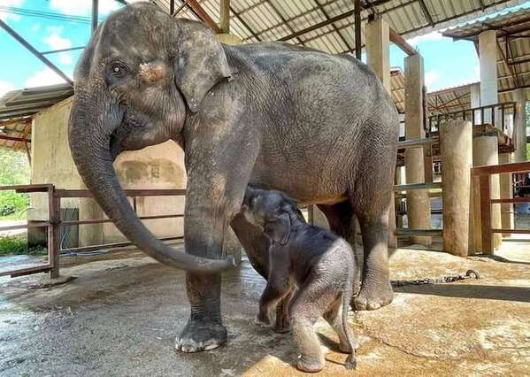 Un bébé éléphant sauvé prend son premier bain, une scène émouvante