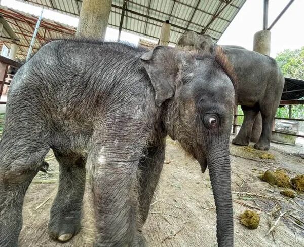 Un bébé éléphant sauvé prend son premier bain, une scène émouvante