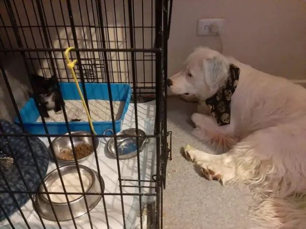 Un chien sourd-aveugle réconforte chaque animal sauvé qui entre au refuge