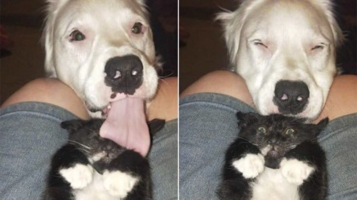 Un chien sourd-aveugle réconforte chaque animal sauvé qui entre au refuge