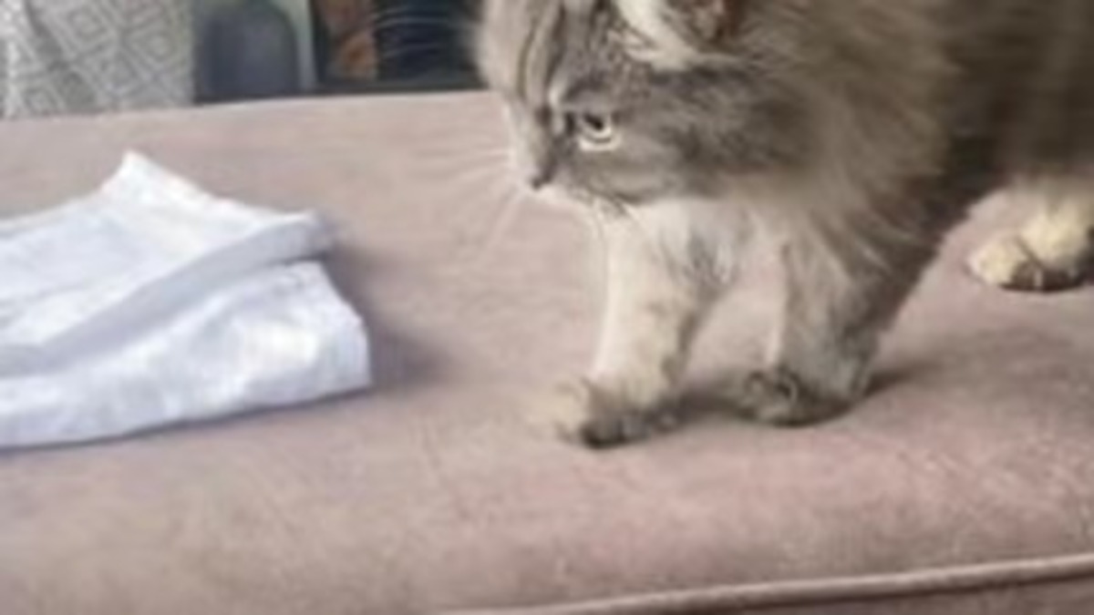 Un chat fait la connaissance du bébé de la famille, sa réaction est hilarante