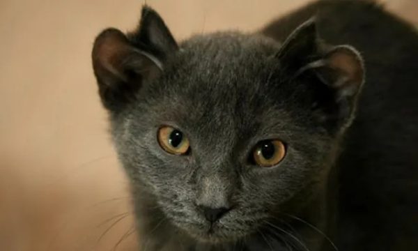 Un chat rejeté parce qu'il avait quatre oreilles trouve enfin une famille qui l'adore !