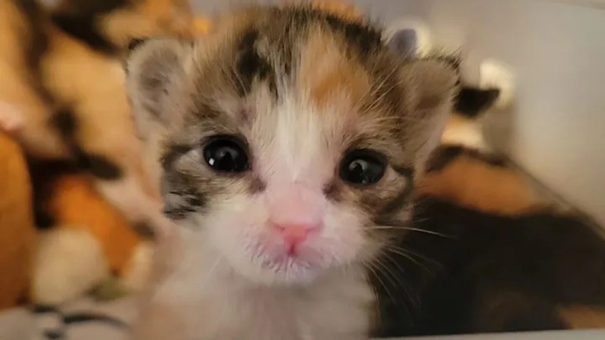 4 chatons orphelins se battent pour survivre, leur vie va basculer