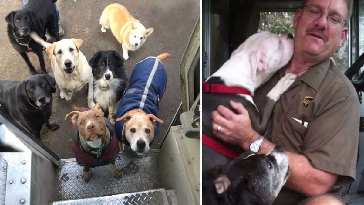 Un chauffeur UPS tisse des liens chaleureux avec des chiens le long de son itinéraire de livraison