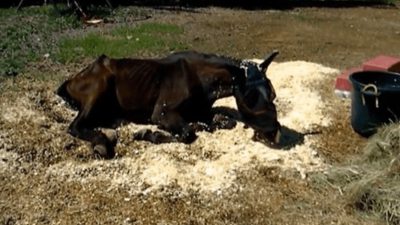 La transformation de ce cheval abandonné et mourant est incroyable