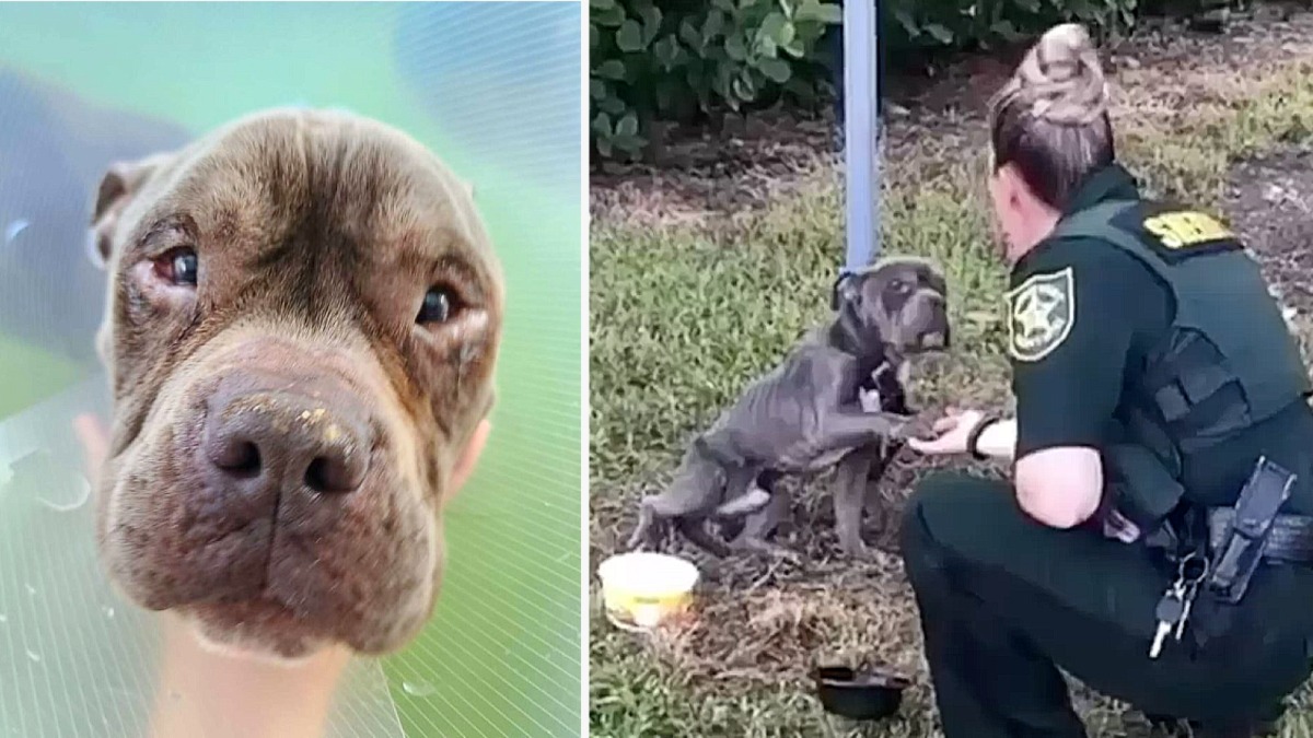 Un chien abandonné et attaché hurle désespérément à l'aide, un policier va changer sa vie