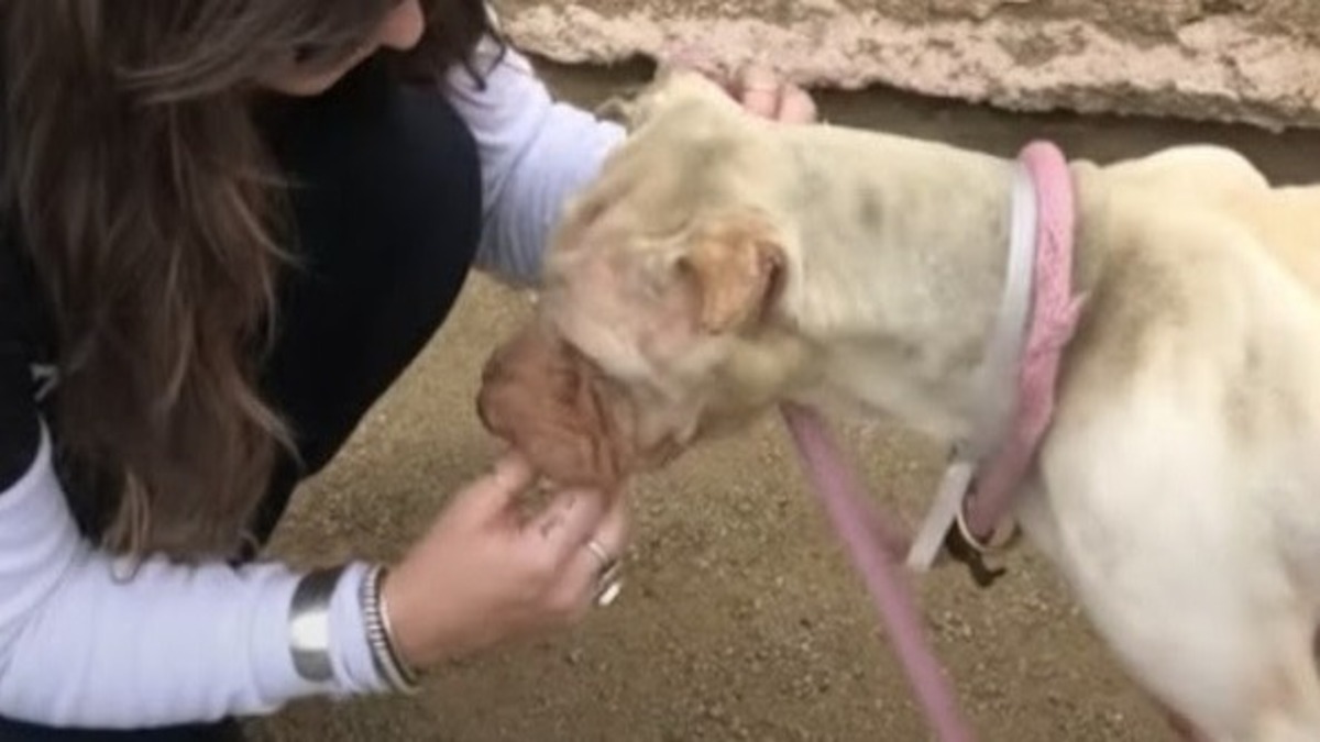 Un chien abandonné depuis des années dans un refuge subit une transformation étonnante