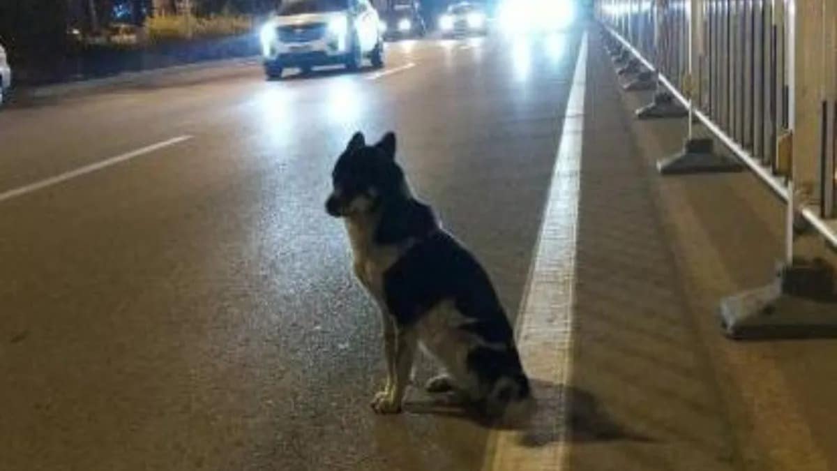 Un chien attend son maître dans la rue où il a été écrasé et le monde s'émeut !