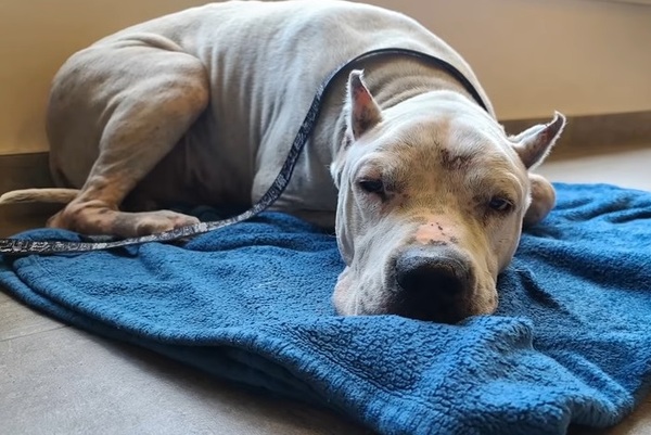 Un chien au cœur brisé est trouvé à côté de son propriétaire décédé, une histoire bouleversante