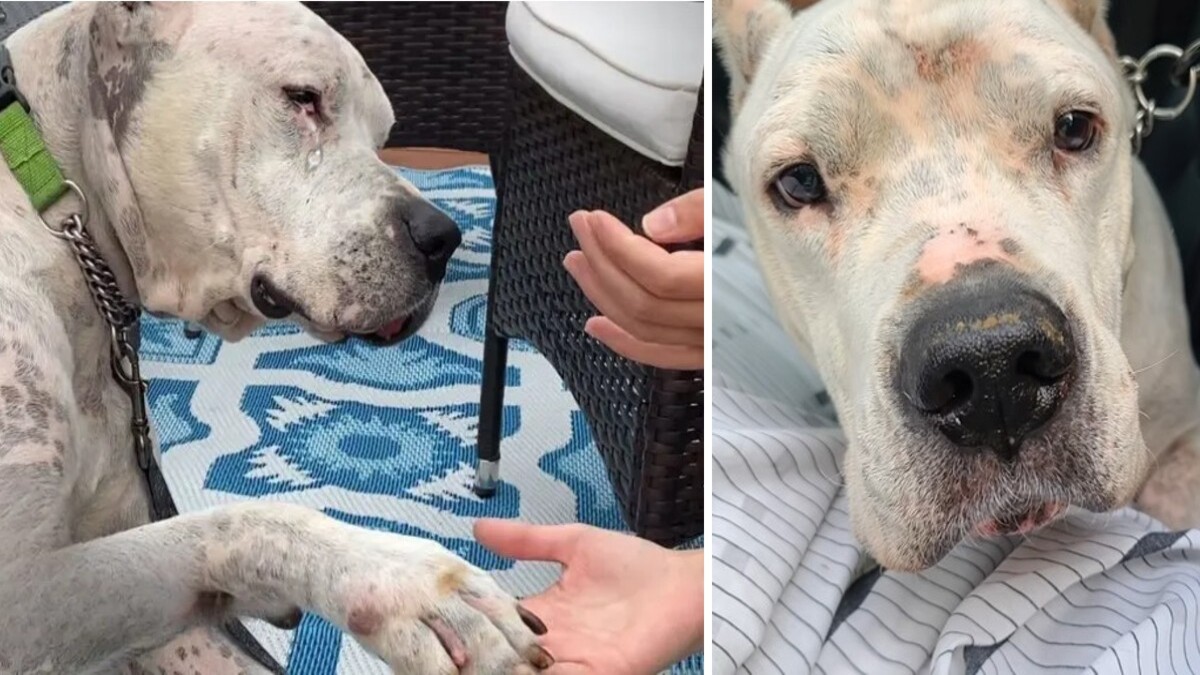 Un chien au cœur brisé est trouvé à côté de son propriétaire décédé, une histoire bouleversante