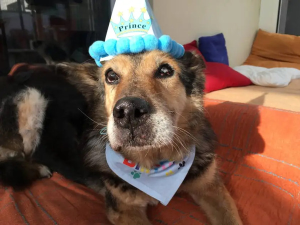 Un chien fête ses 15 ans pour son anniversaire, il est le plus heureux !