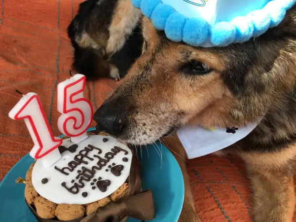 Un chien fête ses 15 ans pour son anniversaire, il est le plus heureux !