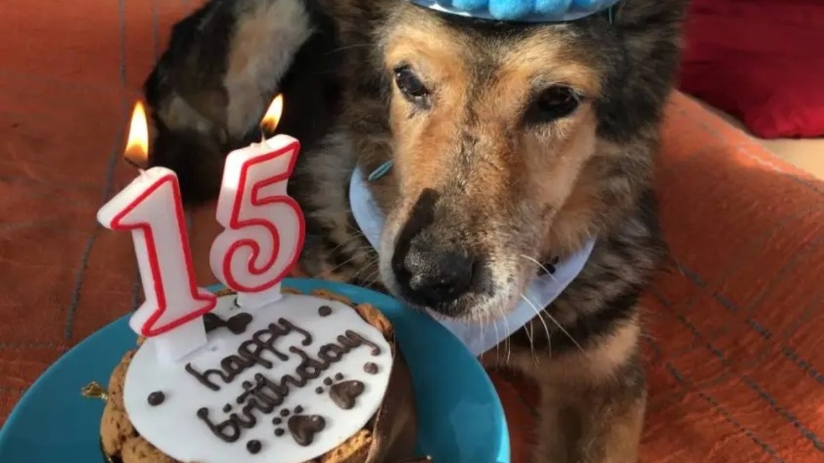 Un chien fête ses 15 ans pour son anniversaire, il est le plus heureux !