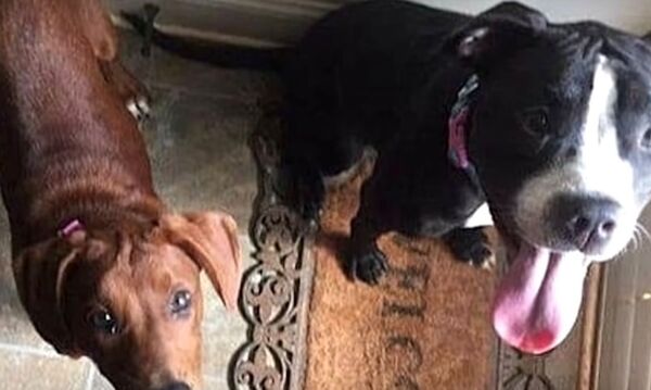 Un chien sauve sa meilleure amie à quelques heures de l'euthanasie en la prenant dans ses pattes
