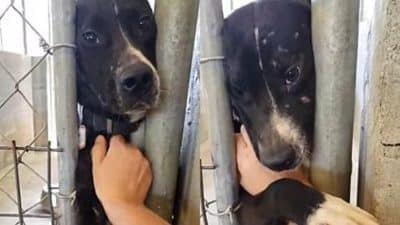 Un chien donne la patte à tous ceux qui passent devant son chenil dans l'espoir d'être adopté