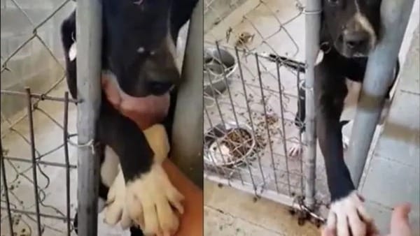 Un chien donne la patte à tous ceux qui passent devant lui dans l'espoir d'être adopté