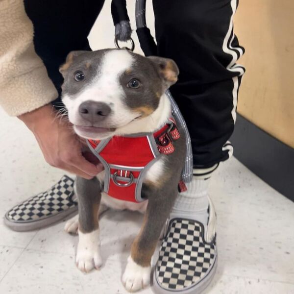 Une chienne terrifiée voit sa vie basculer grâce à l'amour de ses nouveaux maîtres !