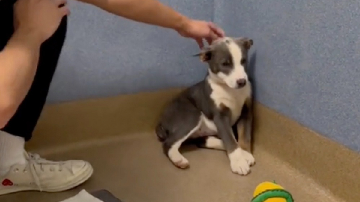 Une chienne terrifiée voit sa vie basculer grâce à l'amour de ses nouveaux maîtres !