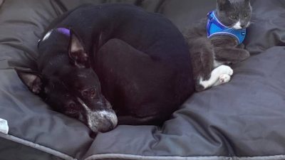 Un chien et un chat abandonnés dans un champ restent soudés afin de retrouver un foyer