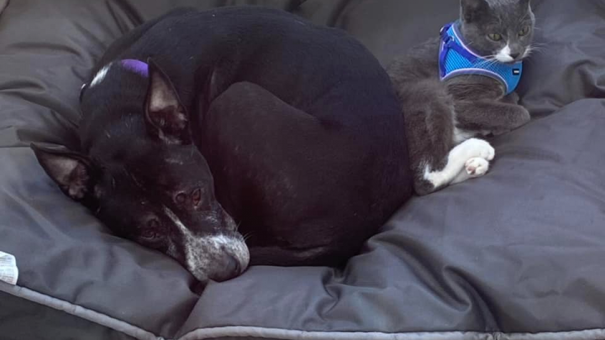 Un chien et un chat abandonnés dans un champ restent soudés afin de retrouver un foyer