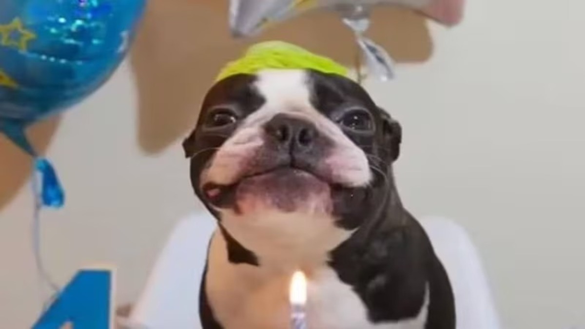 Un chien fête ses 4 ans et ne peut s'empêcher de sourire à la vue de son gâteau d'anniversaire !