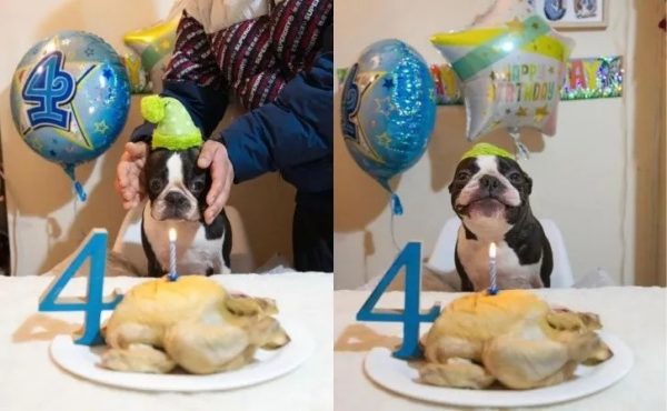 Un chien fête ses 4 ans et sourit à la vue de son gâteau d'anniversaire !