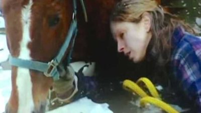 Un chien-loup vole au secours de sa propriétaire et d’un cheval aveugle, un héros